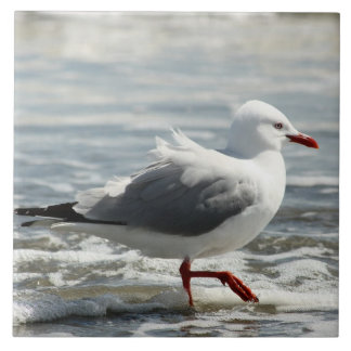 Seagull getting its feet wet tile