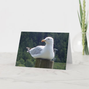 Seagull Greetings Card