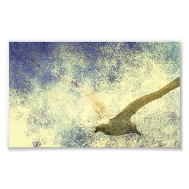 Seagull Grunge Photo Print (Front)
