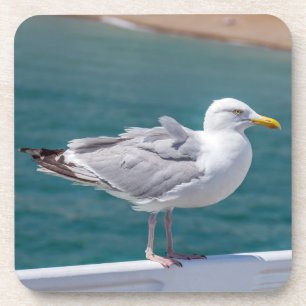 Seagull hard plastic coasters