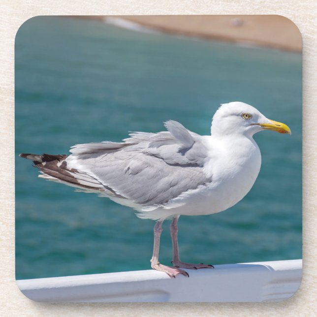 Seagull hard plastic coasters (Front)