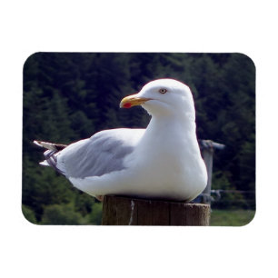 Seagull Horizontal Flexible Photo Magnet