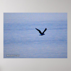 Seagull in Blue Poster