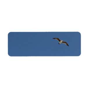 Seagull in flight