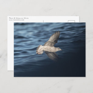 Seagull in Flight Postcard