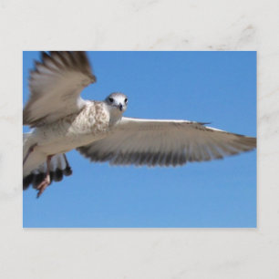 Seagull in Flight Postcard