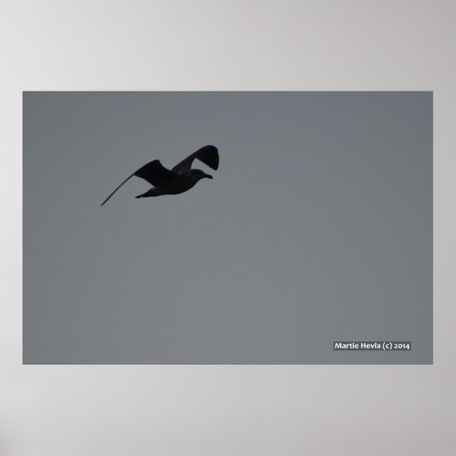 Seagull in Silhouette Poster (Front)