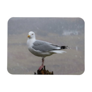 Seagull in Snow Horizontal Flexible Photo Magnet