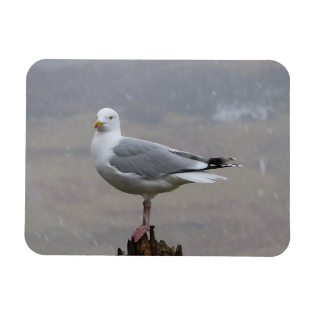 Seagull in Snow Horizontal Flexible Photo Magnet (Horizontal)