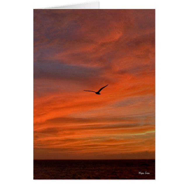 Seagull in Sunset - Texas Coast (Front)
