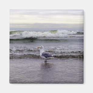 Seagull in the Ocean Magnet