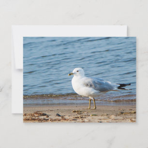 Seagull, Lake Ontario, Toronto, Canada Postcard