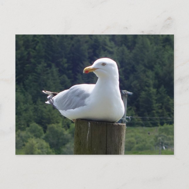 Seagull Laying Down  Holiday Postcard (Front)
