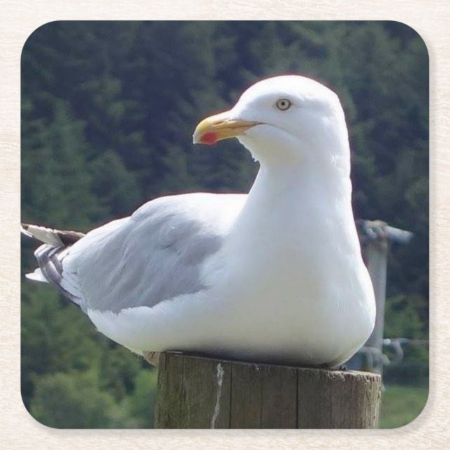 Seagull Laying Down on Fence Post Coaster (Front)