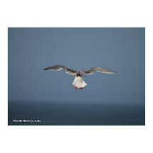 Seagull Leaves