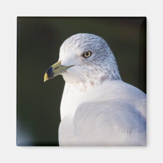 Seagull Magnet