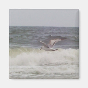 Seagull Magnet