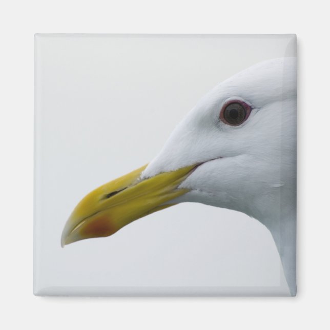 Seagull Magnet 1 (Front)