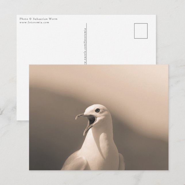 Seagull Nature Photo Postcard (Front/Back)
