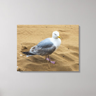 Seagull on a beach canvas print