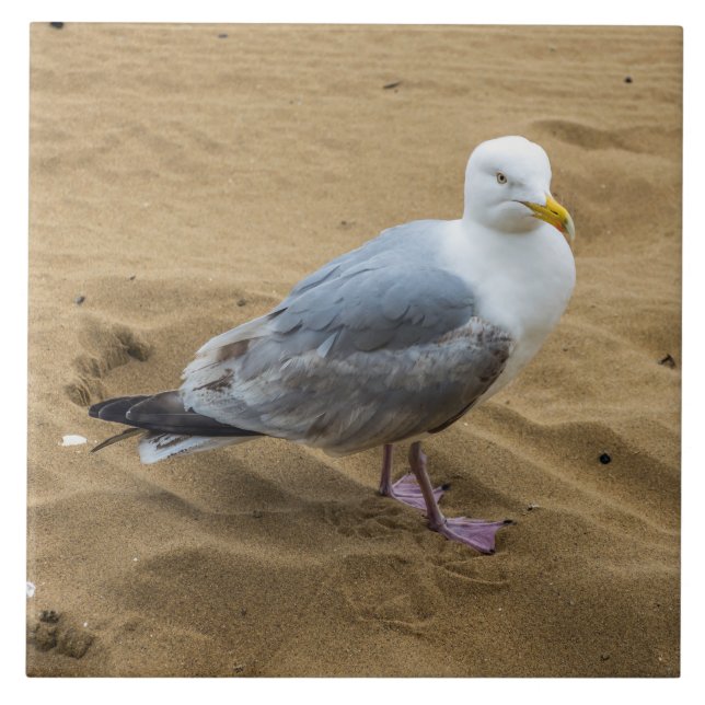 Seagull on a beach view ceramic tile (Front)