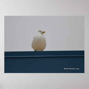 Seagull on a Blue Roof II Poster