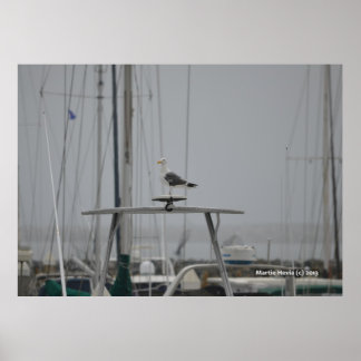 Seagull on a Boat Poster