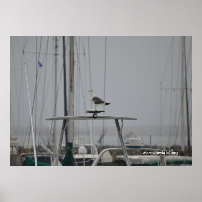 Seagull on a Boat Poster (Front)