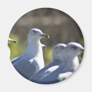 Seagull on a Rail Magnet