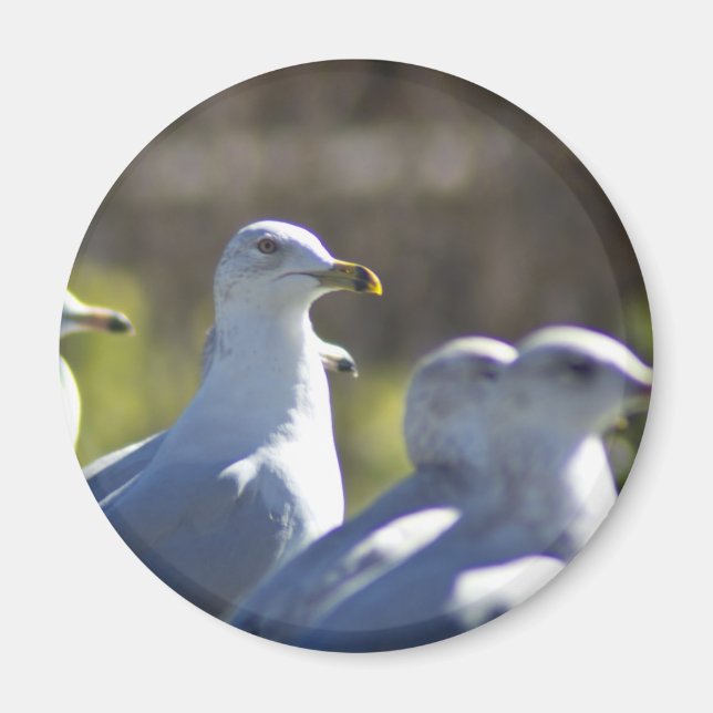 Seagull on a Rail Magnet (Front)