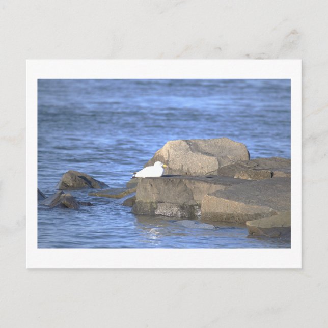 Seagull on a Rock Postcard (Front)