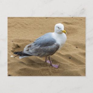 Seagull on a sandy beach view postcard
