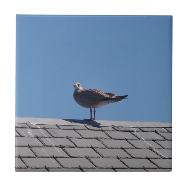 Seagull On A Slate Roof Tile (Front)