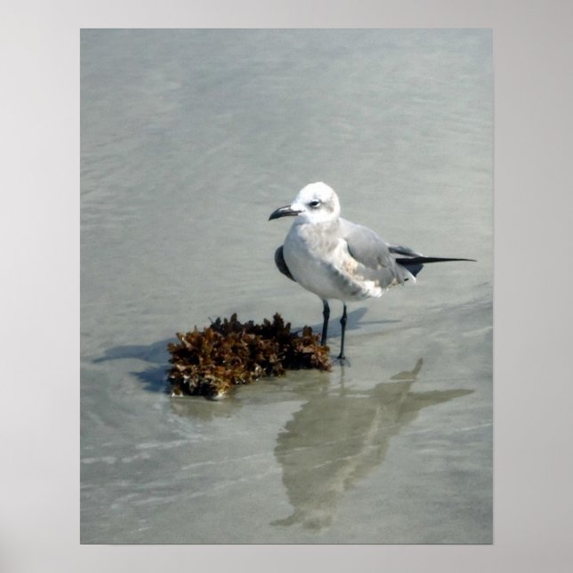 Seagull on Beach with Seaweed Poster (Front)