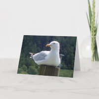 Seagull on Garden Fence Post Charming Bird Art