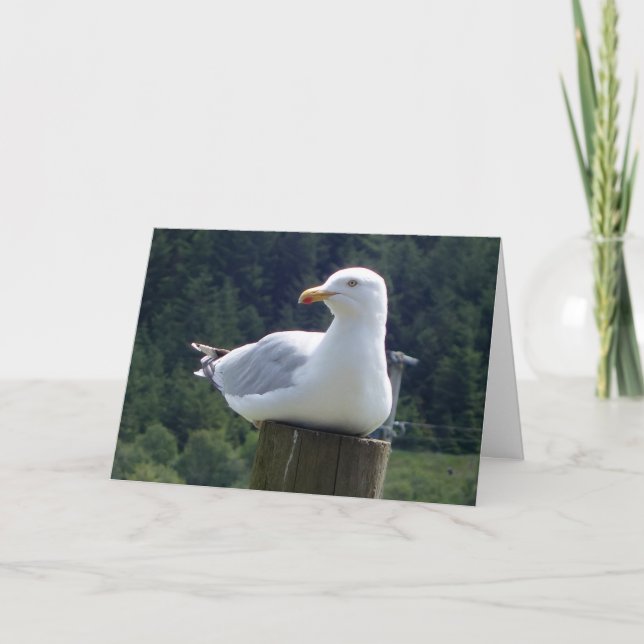 Seagull on Garden Fence Post Charming Bird Art Card (Front)
