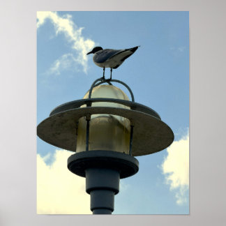 Seagull on Light Poster
