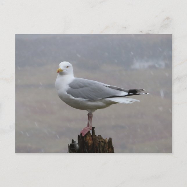 Seagull on Post when Snowing Holiday Postcard (Front)