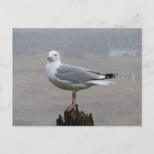 Seagull on Post when Snowing Postcard