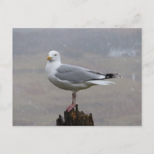 Seagull on Post when Snowing Postcard