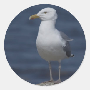 Seagull On Rock Classic Round Sticker