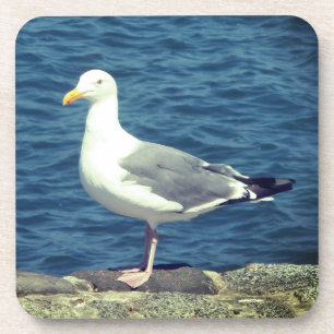 Seagull On The Bay Coaster