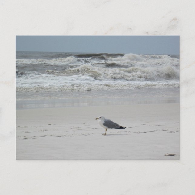 Seagull on the Beach Postcard (Front)