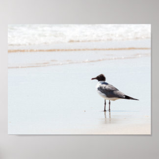 Seagull on the Beach Poster