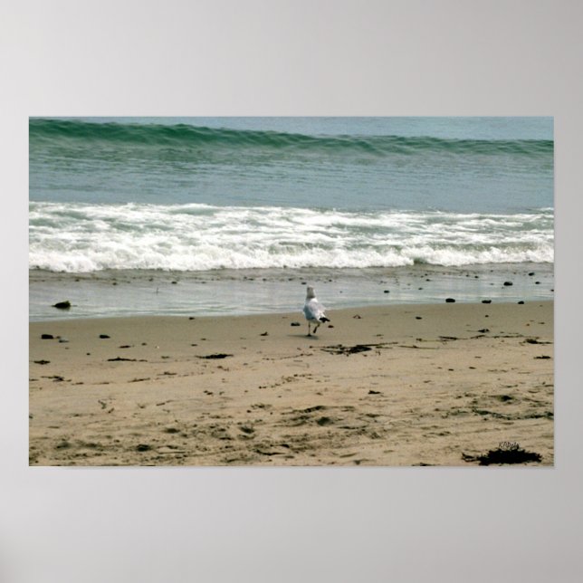 Seagull on the Beach Shore Poster (Front)