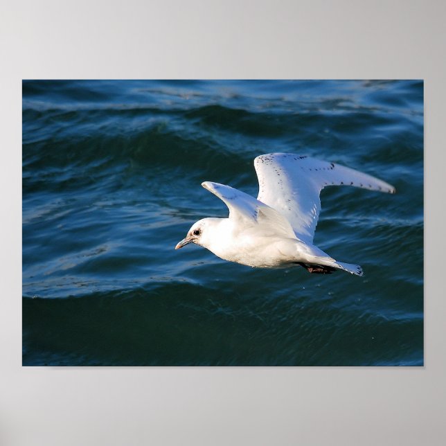 Seagull On The Water Poster (Front)