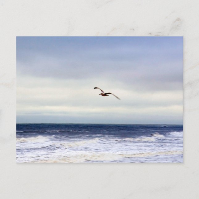 Seagull Over Waves Postcard (Front)