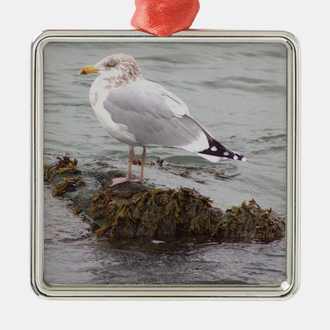 Seagull Photo Ornament  (Front)