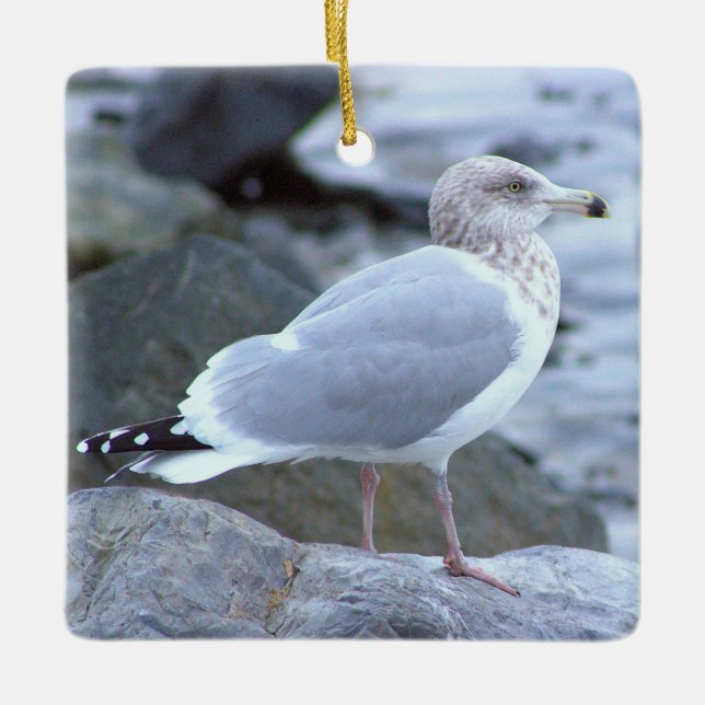 Seagull Photo Ornament  (Front)
