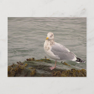 Seagull Photo Postcard